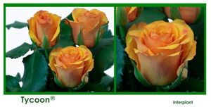 ROSE TYCOON 60